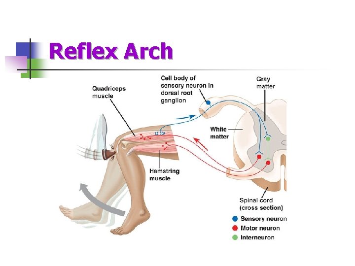 Reflex Arch 