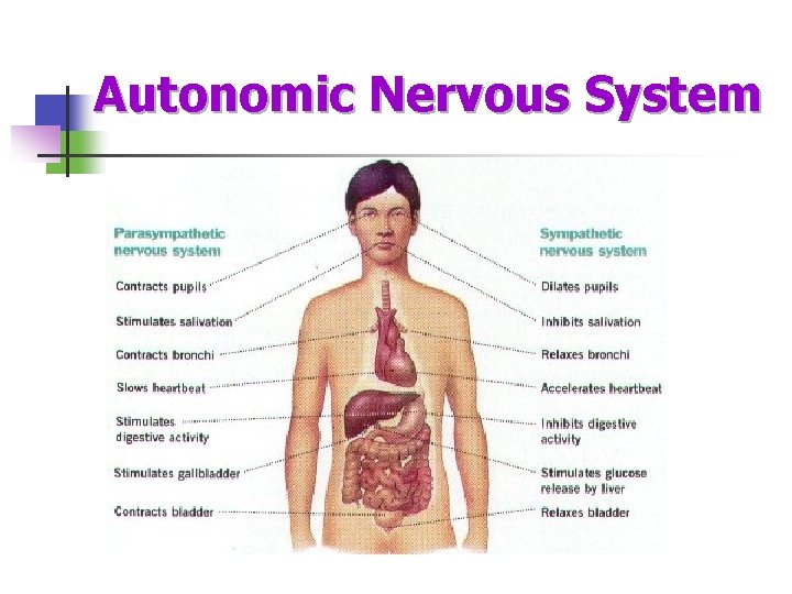 Autonomic Nervous System 
