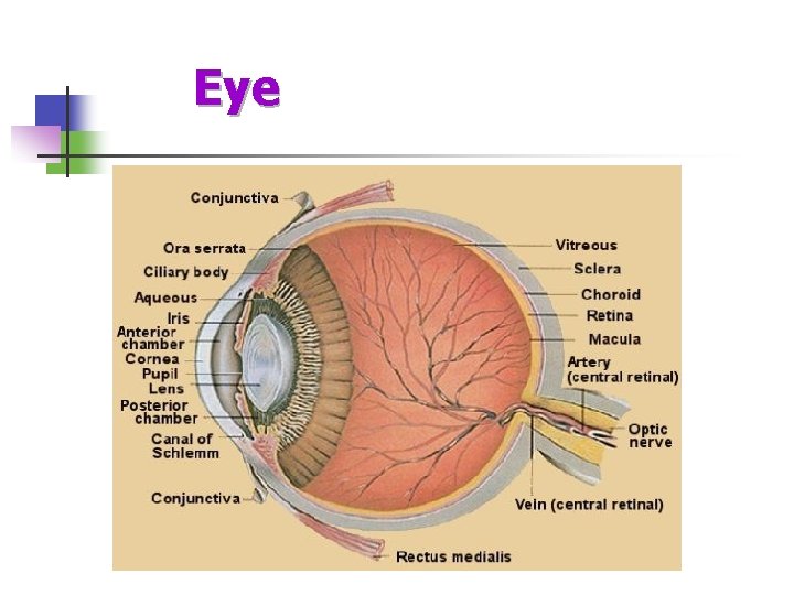 Eye 