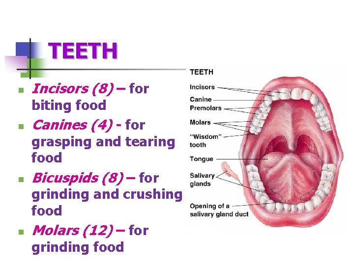 TEETH n Incisors (8) – for biting food n n n Canines (4) -