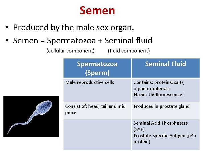 Semen • Produced by the male sex organ. • Semen = Spermatozoa + Seminal