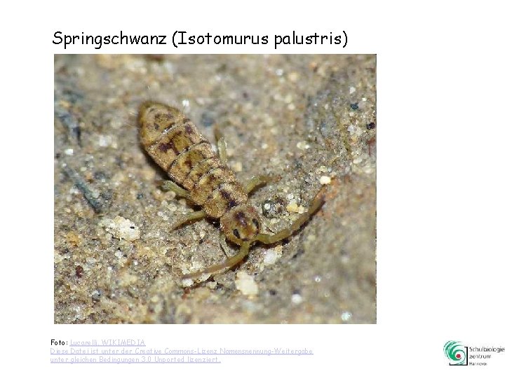 Springschwanz (Isotomurus palustris) Foto: Lucarelli, WIKIMEDIA Diese Datei ist unter der Creative Commons-Lizenz Namensnennung-Weitergabe