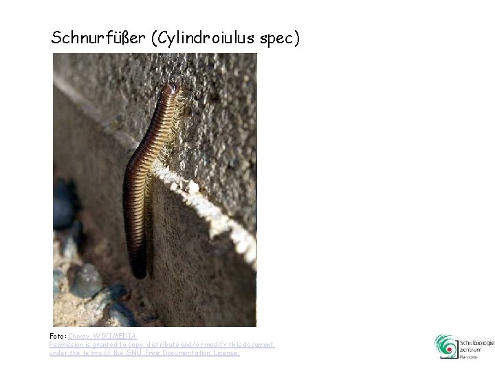 Schnurfüßer (Cylindroiulus spec) Foto: Chixoy, WIKIMEDIA Permission is granted to copy, distribute and/or modify