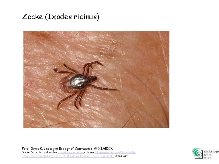 Zecke (Ixodes ricinus) Foto: James K. Lindsey at Ecology of Commanster, WIKIMEDIA Diese Datei