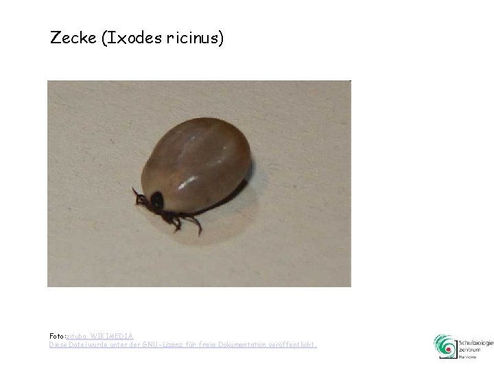 Zecke (Ixodes ricinus) Foto: zituba, WIKIMEDIA Diese Datei wurde unter der GNU-Lizenz für freie