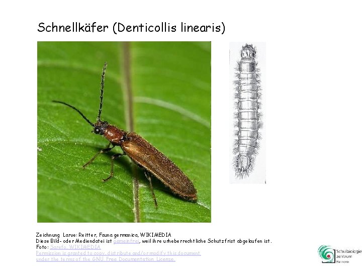 Schnellkäfer (Denticollis linearis) Zeichnung Larve: Reitter, Fauna germanica, WIKIMEDIA Diese Bild- oder Mediendatei ist