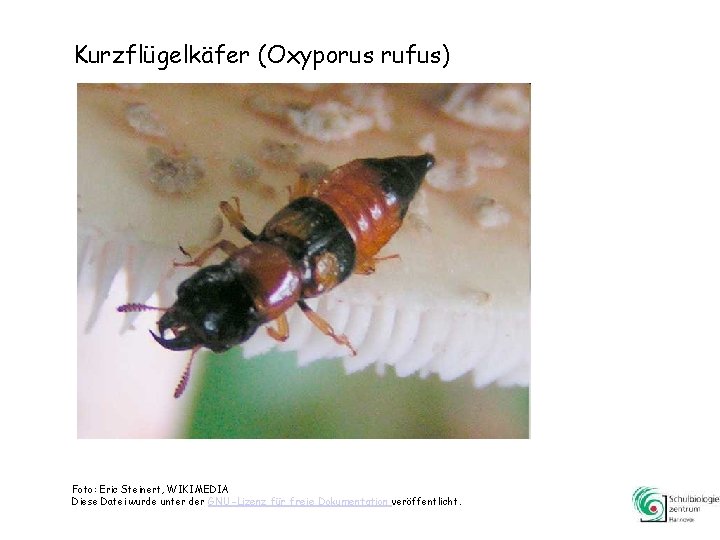 Kurzflügelkäfer (Oxyporus rufus) Foto: Eric Steinert, WIKIMEDIA Diese Datei wurde unter der GNU-Lizenz für