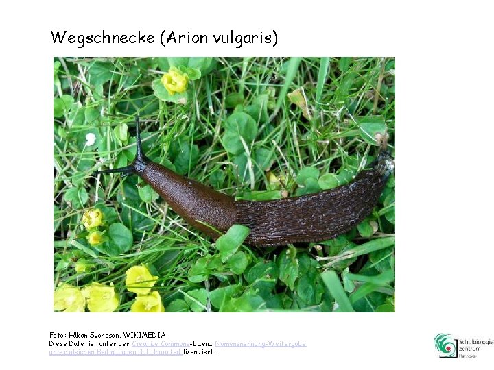 Wegschnecke (Arion vulgaris) Foto: Håkan Svensson, WIKIMEDIA Diese Datei ist unter der Creative Commons-Lizenz