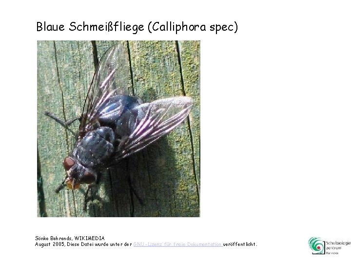 Blaue Schmeißfliege (Calliphora spec) Sönke Behrends, WIKIMEDIA August 2005, Diese Datei wurde unter der