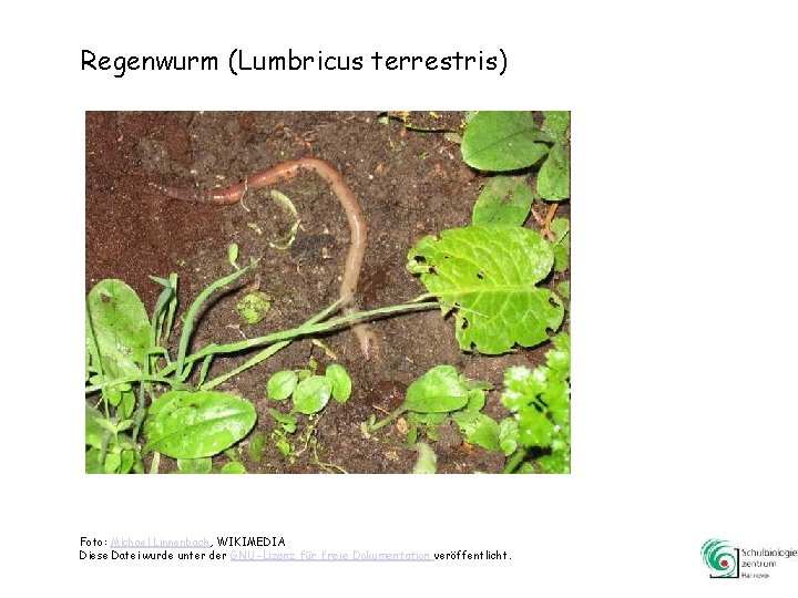 Regenwurm (Lumbricus terrestris) Foto: Michael Linnenbach, WIKIMEDIA Diese Datei wurde unter der GNU-Lizenz für