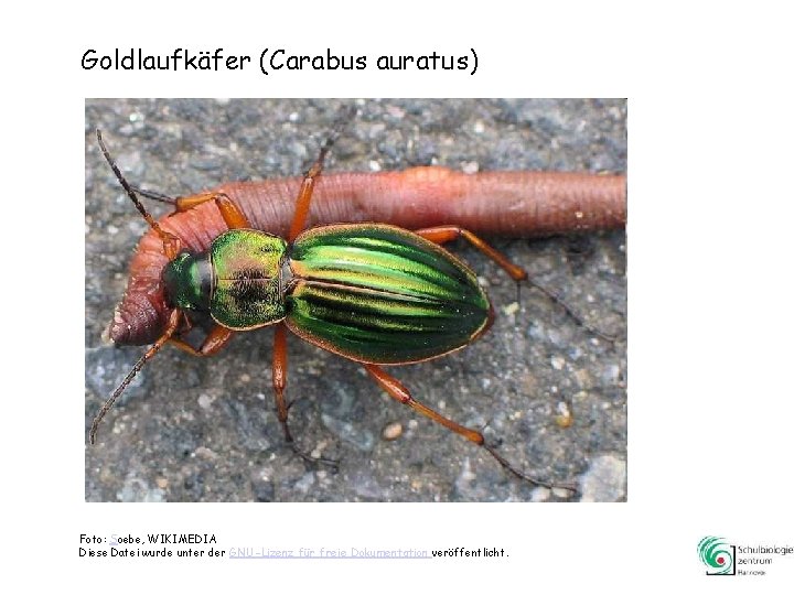 Goldlaufkäfer (Carabus auratus) Foto: Soebe, WIKIMEDIA Diese Datei wurde unter der GNU-Lizenz für freie