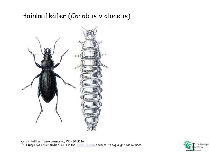 Hainlaufkäfer (Carabus violoceus) Autor: Reitter, Fauna germanica, WIKIMEDIA This image (or other media file)