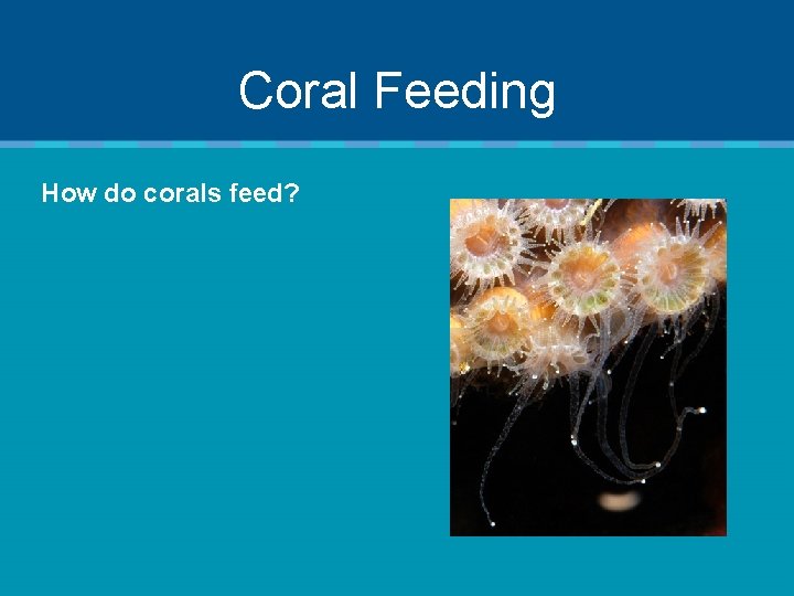 Coral Feeding How do corals feed? 