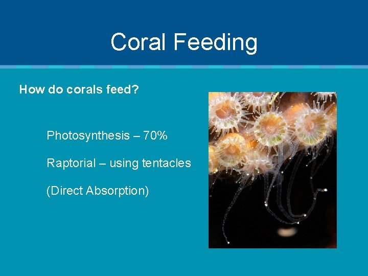 Coral Feeding How do corals feed? Photosynthesis – 70% Raptorial – using tentacles (Direct