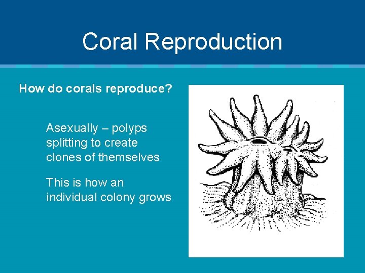 Coral Reproduction How do corals reproduce? Asexually – polyps splitting to create clones of