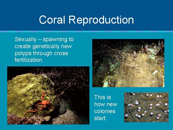 Coral Reproduction Sexually – spawning to create genetically new polyps through cross fertilization. This