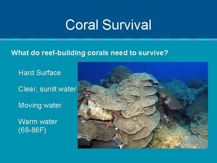 Coral Survival What do reef-building corals need to survive? Hard Surface Clear, sunlit water