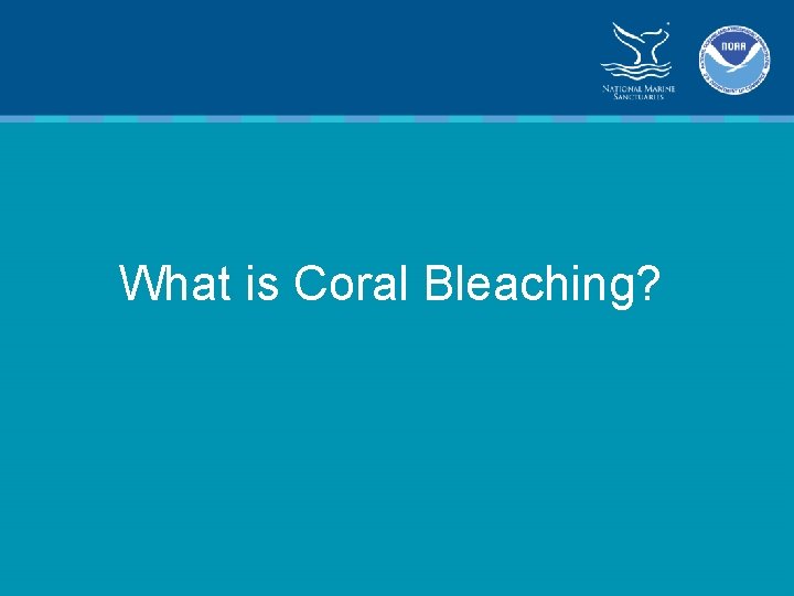 What is Coral Bleaching? 