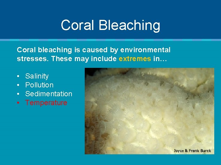 Coral Bleaching Coral bleaching is caused by environmental stresses. These may include extremes in…