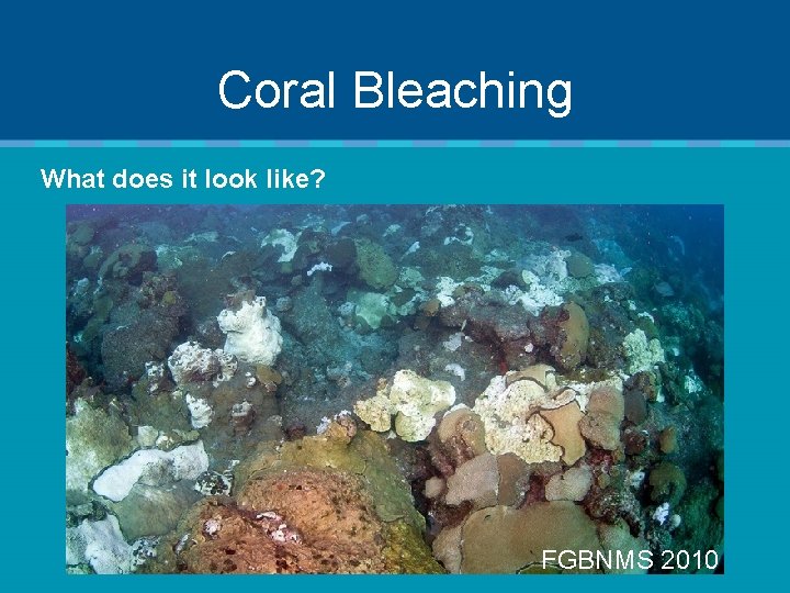 Coral Bleaching What does it look like? FGBNMS 2010 