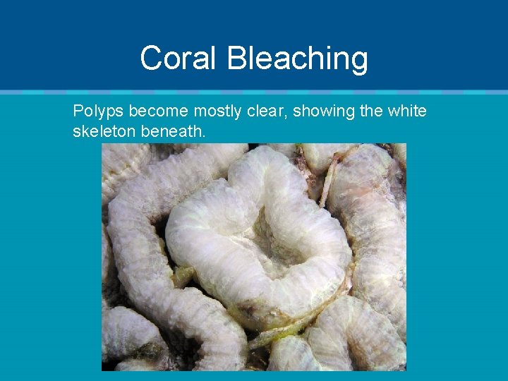 Coral Bleaching Polyps become mostly clear, showing the white skeleton beneath. 