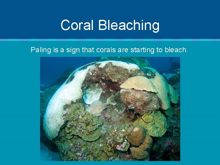 Coral Bleaching Paling is a sign that corals are starting to bleach. 