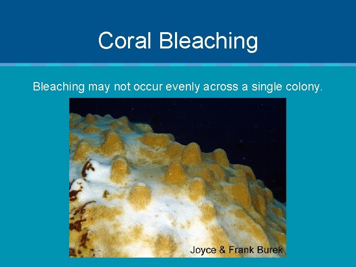 Coral Bleaching may not occur evenly across a single colony. 