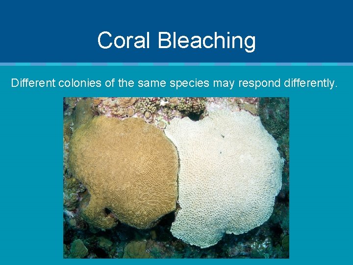 Coral Bleaching Different colonies of the same species may respond differently. 