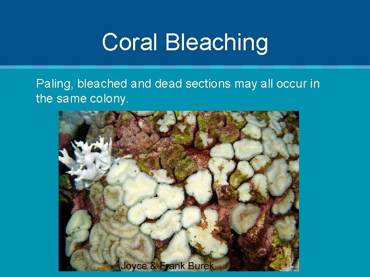 Coral Bleaching Paling, bleached and dead sections may all occur in the same colony.