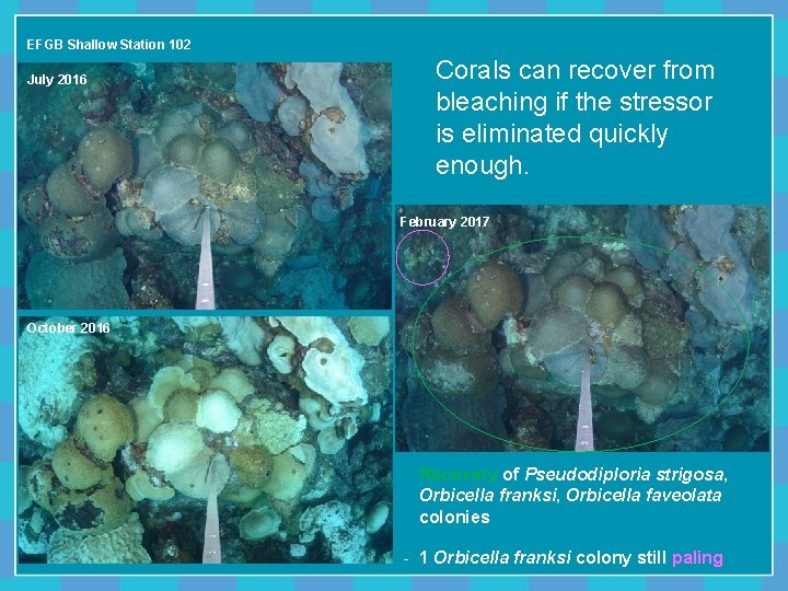 EFGB Shallow Station 102 July 2016 Corals can recover from bleaching if the stressor