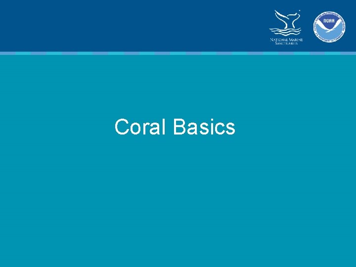 Coral Basics 