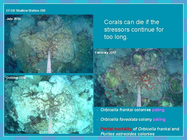 EFGB Shallow Station 208 July 2016 Corals can die if the stressors continue for