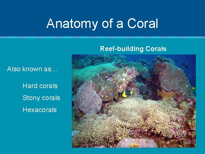 Anatomy of a Coral Reef-building Corals Also known as… Hard corals Stony corals Hexacorals