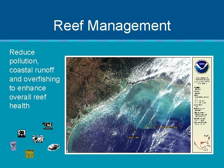 Reef Management Reduce pollution, coastal runoff and overfishing to enhance overall reef health 