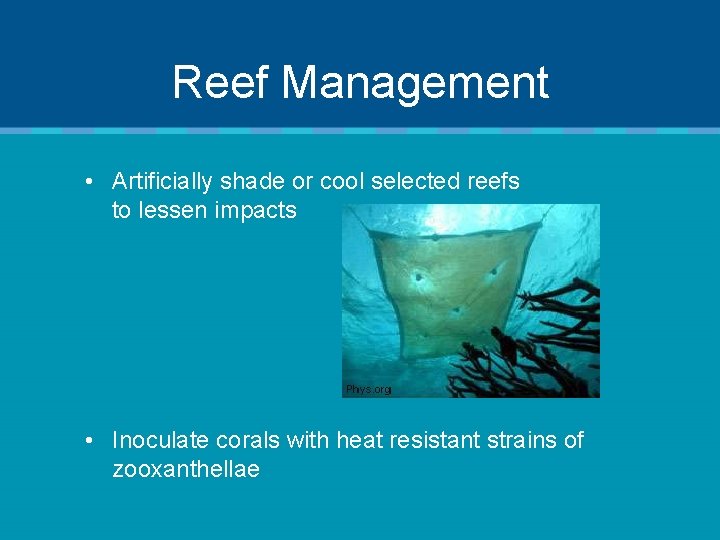Reef Management • Artificially shade or cool selected reefs to lessen impacts • Inoculate