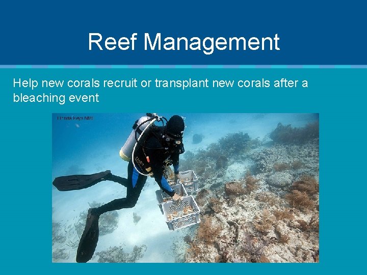 Reef Management Help new corals recruit or transplant new corals after a bleaching event