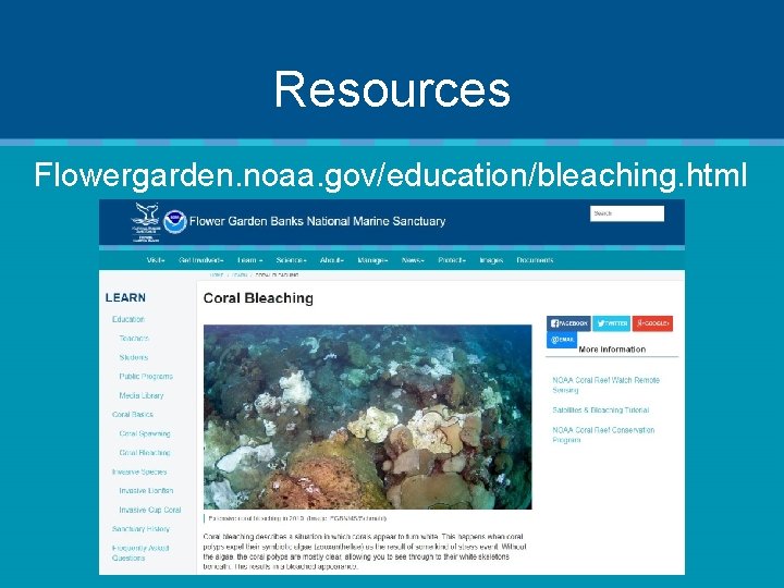 Resources Flowergarden. noaa. gov/education/bleaching. html 