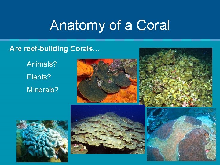 Anatomy of a Coral Are reef-building Corals… Animals? Plants? Minerals? 