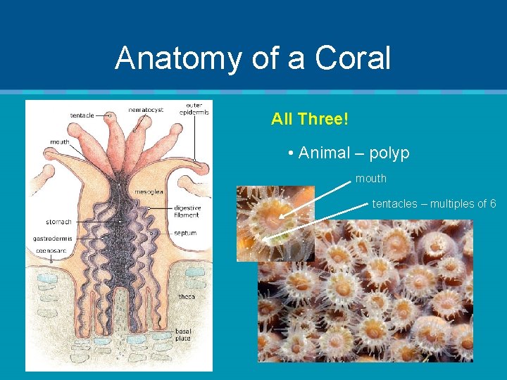 Anatomy of a Coral All Three! • Animal – polyp mouth tentacles – multiples