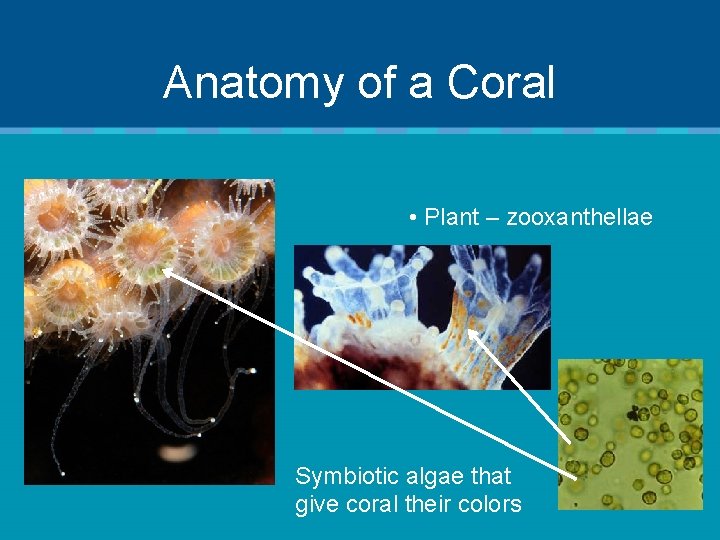 Anatomy of a Coral • Plant – zooxanthellae Symbiotic algae that give coral their