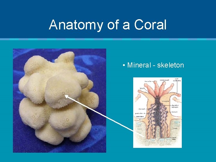 Anatomy of a Coral • Mineral - skeleton 