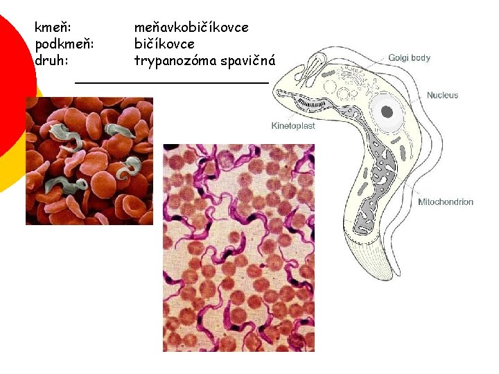 kmeň: podkmeň: druh: meňavkobičíkovce trypanozóma spavičná 