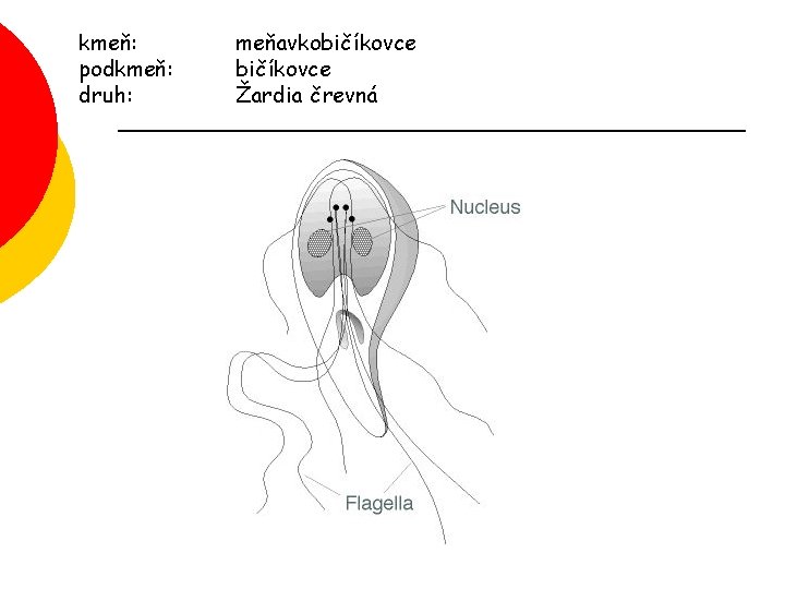 kmeň: podkmeň: druh: meňavkobičíkovce Žardia črevná 