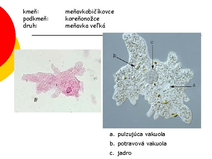 kmeň: podkmeň: druh: meňavkobičíkovce koreňonožce meňavka veľká a. pulzujúca vakuola b. potravová vakuola c.