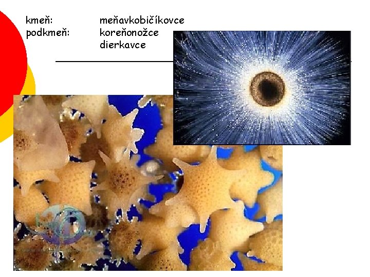 kmeň: podkmeň: meňavkobičíkovce koreňonožce dierkavce 