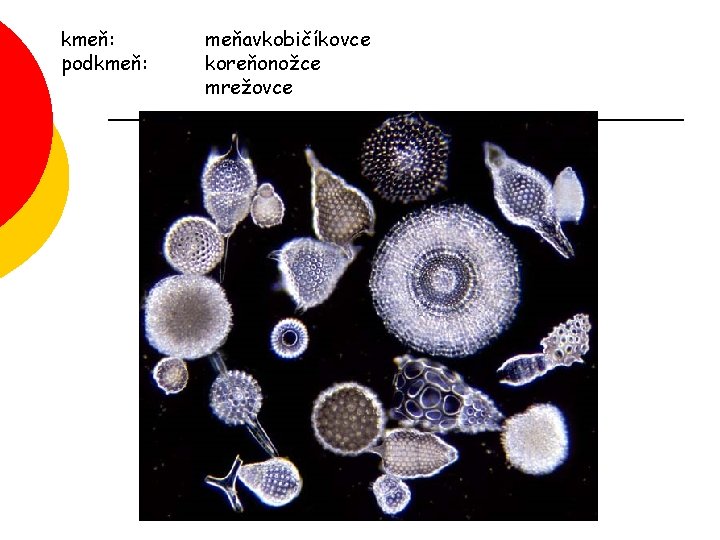 kmeň: podkmeň: meňavkobičíkovce koreňonožce mrežovce 