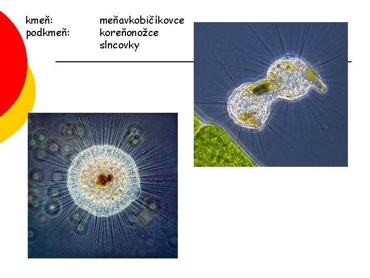 kmeň: podkmeň: meňavkobičíkovce koreňonožce slncovky 