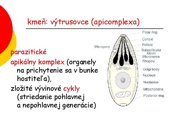 kmeň: výtrusovce (apicomplexa) parazitické apikálny komplex (organely na prichytenie sa v bunke hostiteľa), zložité