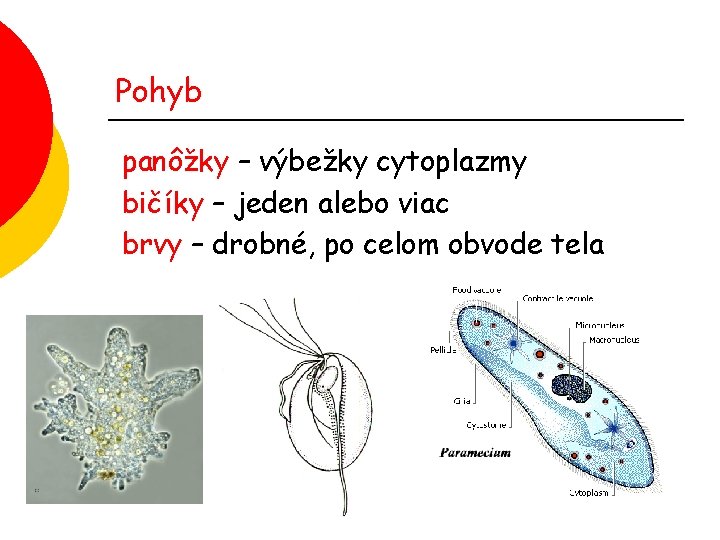 Pohyb panôžky – výbežky cytoplazmy bičíky – jeden alebo viac brvy – drobné, po