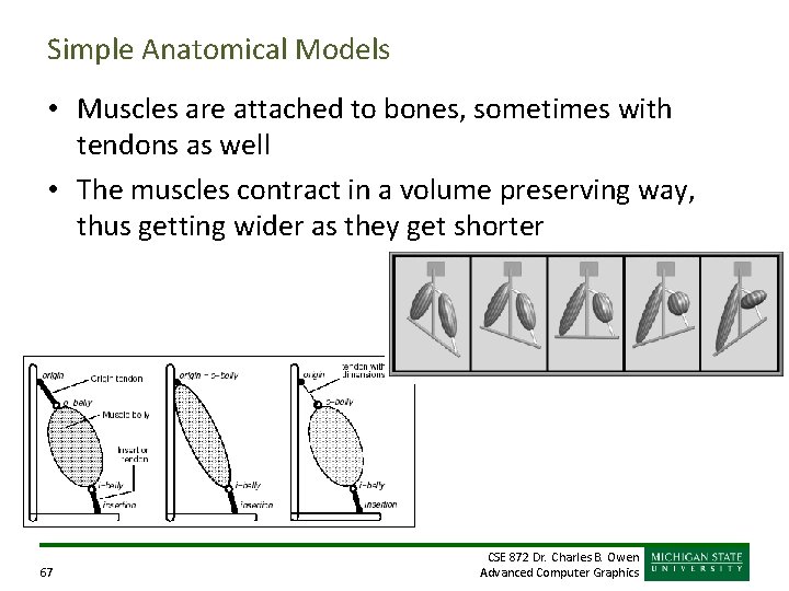 Simple Anatomical Models • Muscles are attached to bones, sometimes with tendons as well Simple Anatomical Models • Muscles are attached to bones, sometimes with tendons as well